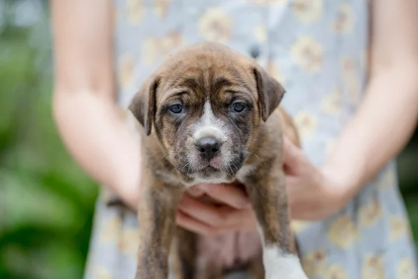 Pitbull cachorro perro — Foto de Stock