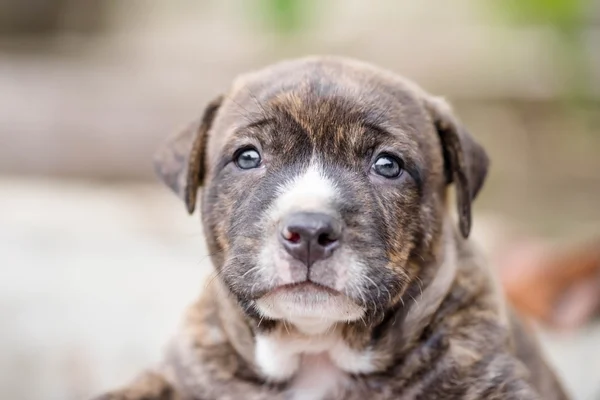 Pitbull köpek yavrusu — Stok fotoğraf