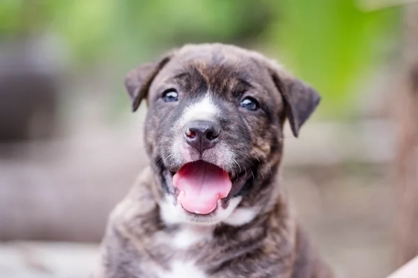 Pitbull puppy hondje — Stockfoto