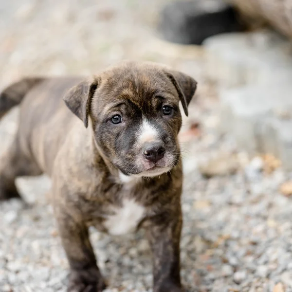 Pitbull kölyök kutya — Stock Fotó