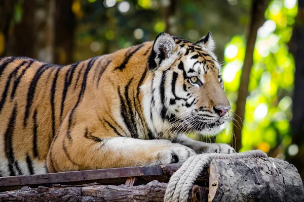 Закрыть Бенгальский тигр — стоковое фото
