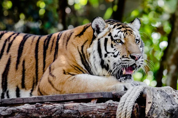 Primer plano Tigre de Bengala —  Fotos de Stock