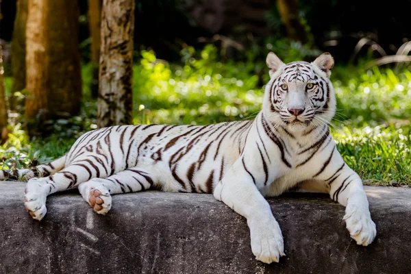 Primer plano Tigre de Bengala —  Fotos de Stock