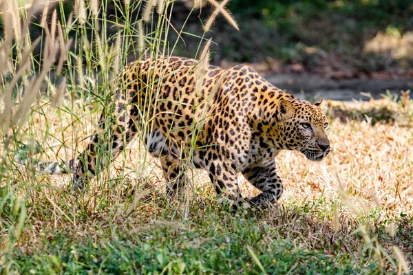 Gros plan Tigre du Bengale — Photo