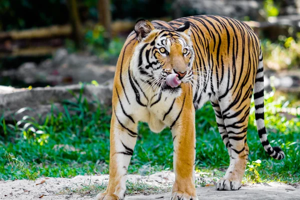 Primer plano Tigre de Bengala — Foto de Stock