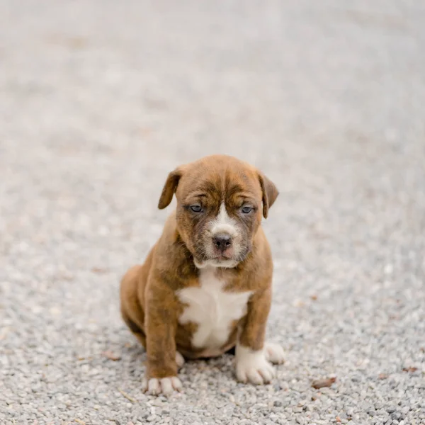 Pitbull köpek yavrusu — Stok fotoğraf