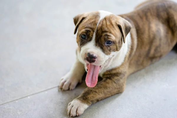 Pitbull puppy dog — Stock Photo, Image