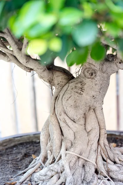 Bonsai-Banyanbaum — Stockfoto