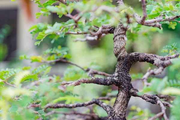 Bonsai Banyanboom — Stockfoto