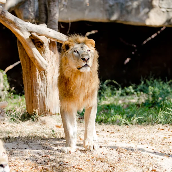 Leão grande no zoológico — Fotografia de Stock