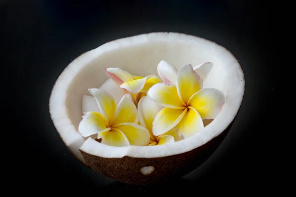 Coco y flor de Plumeria — Foto de Stock