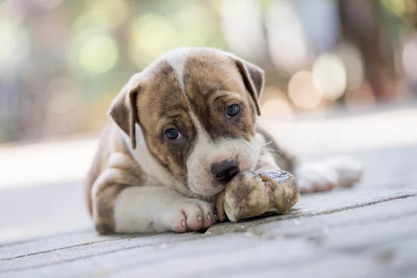 Pitbull puppy hondje — Stockfoto