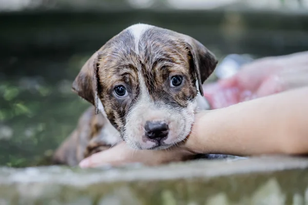 Puppy Pitbull hondje — Stockfoto