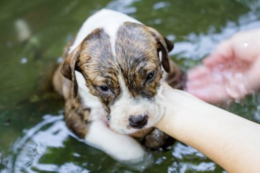 Pitbull köpek yavrusu
