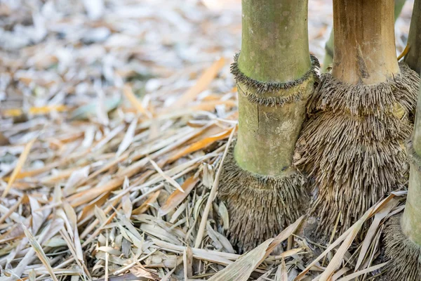 Radici di bambù vicine — Foto Stock