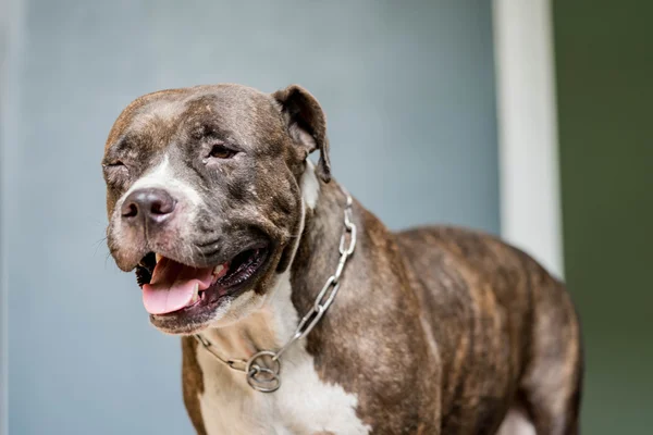 Pitbull puppy dog — Stock Photo, Image