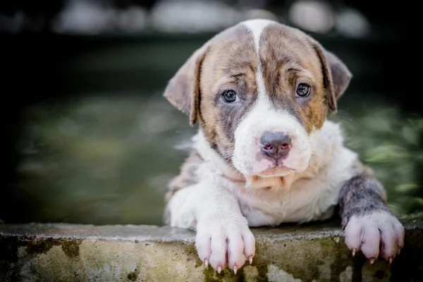 Puppy Pitbull hondje — Stockfoto