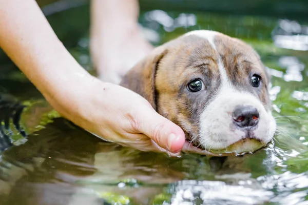 Puppy Pitbull hondje — Stockfoto