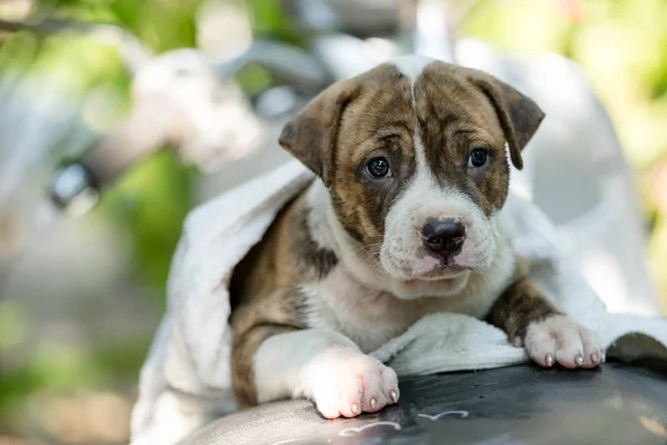 Puppy Pitbull hondje — Stockfoto