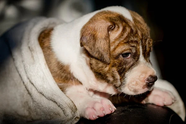 Filhote de cachorro Pitbull cão — Fotografia de Stock