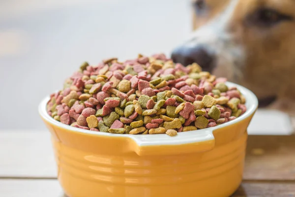 Cães copo de comida — Fotografia de Stock