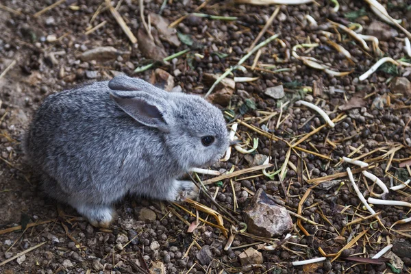 Кролик — стоковое фото