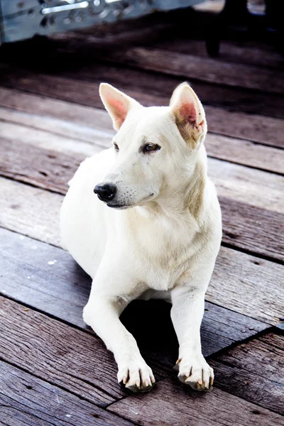 Ταϊλάνδης ridgeback — Φωτογραφία Αρχείου