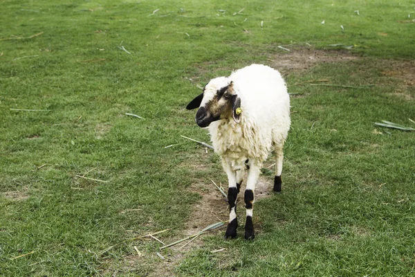 Schapen — Stockfoto