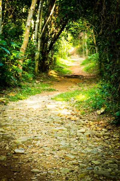 Túnel das árvores — Fotografia de Stock