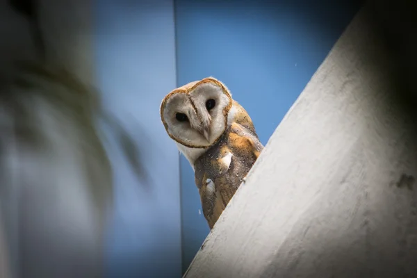 Owl looking — Stock Photo, Image