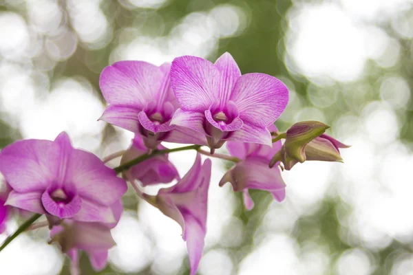 Orchidées — Photo