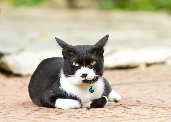 แมวน่ารัก — ภาพถ่ายสต็อก