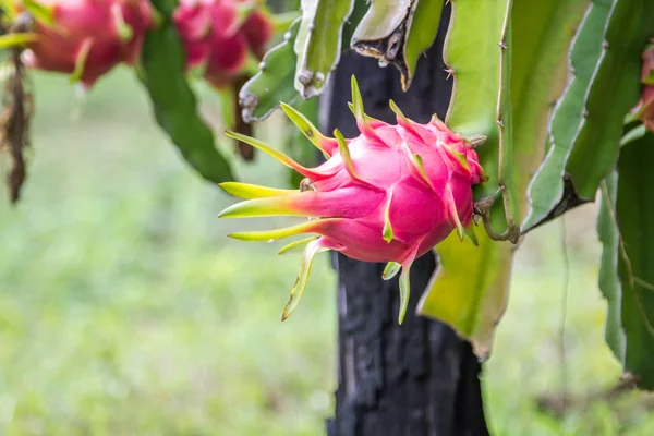 Dragon fruit — Stock Photo, Image