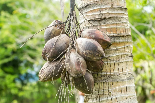 Noix de coco desséchée — Photo