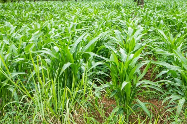 Corn fields — Stock Photo, Image