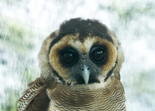 Close up owl standing on the branches — Stock Photo, Image