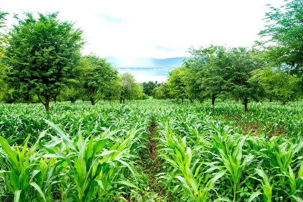 Corn fields — Stock Photo, Image