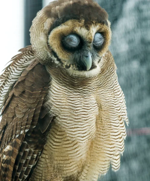 Owl sleeping — Stock Photo, Image