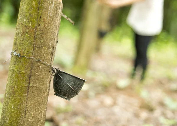 Rubber tree — Stock Photo, Image