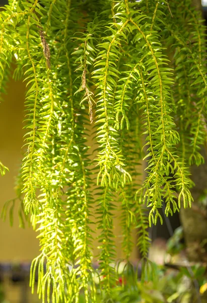 Ornamental plants — Stock Photo, Image