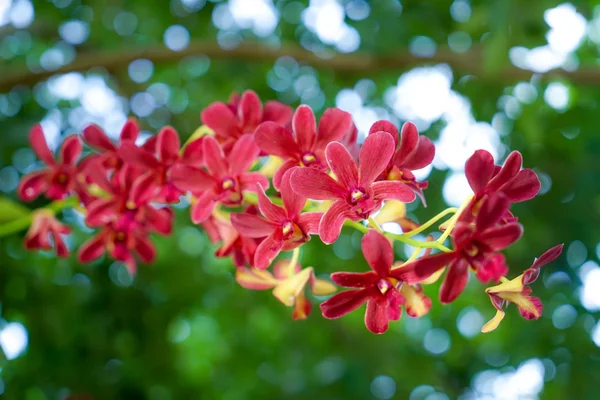 Boeket van rode orchideeën — Stockfoto