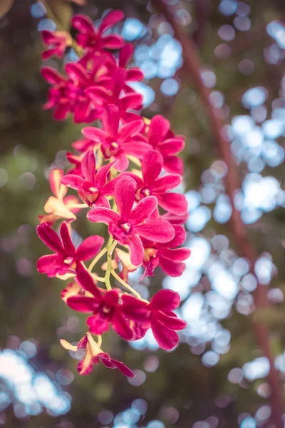 Kytice červených orchideje — Stock fotografie