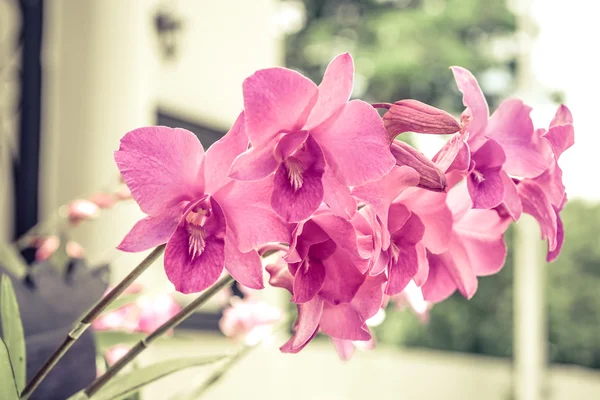 Pink orchid — Stockfoto