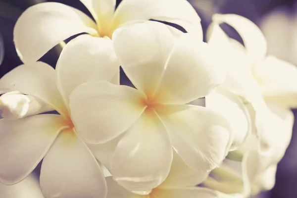 Plumeria frangpani λουλούδι — Φωτογραφία Αρχείου
