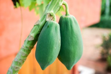 Papaya