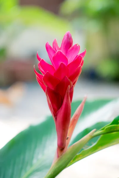 Red Galangal bloemen — Stockfoto