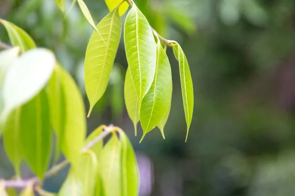 Nära håll mango blad på träd i trädgården — Stockfoto