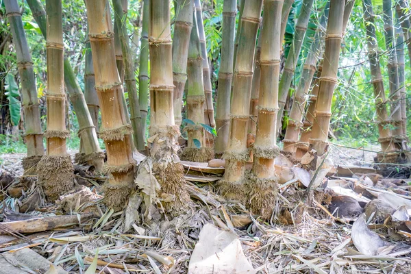 Bambuswurzeln — Stockfoto