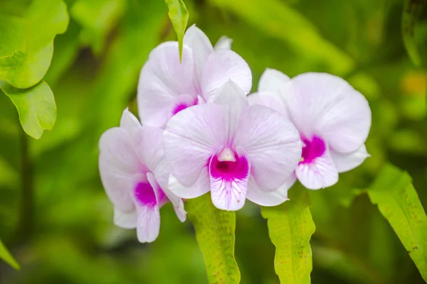 Orchideeën — Stockfoto