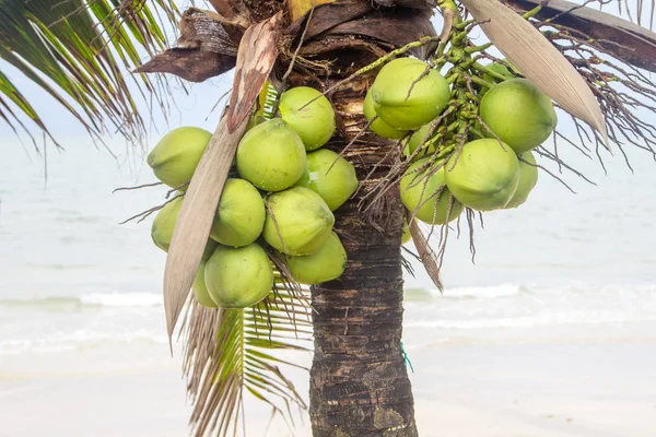 Kokosnüsse am Baum — Stockfoto